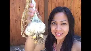 What are Elephant Garlic Corms?