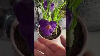 Сама себе создаю весну/ крокусы и гиацинты 🪻🌱в феврале/ цветущий февраль #искусство