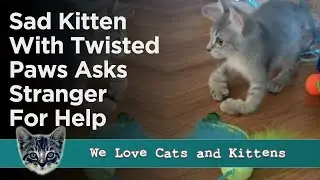 Sad Kitten With Twisted Paws Walks Up To Woman And Asks For Help!