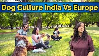Dog Culture India Vs Europe | Street Dog Culture in Europe 