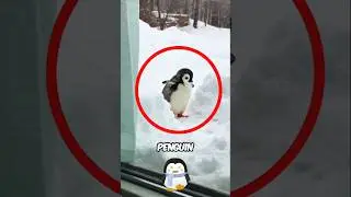 Where's That Penguin Going?🤔🐧