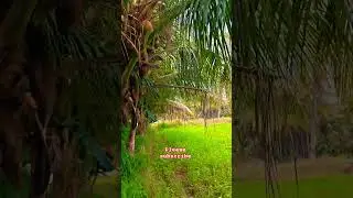 #KotaPak#TamilSongs#TrendingTamilSong#csk #TamilHits#ViralTamilSong #TamilMusic#TamilVideoSong