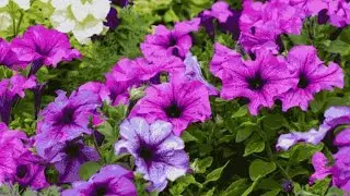 #petunia flower plant winter grow 