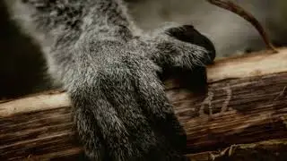 10 V&eacute;rit&eacute;s Incroyables sur les Animaux #shorts  #short #Viral #Trending