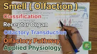 Smell l Olfaction l Anatomy and Physiology l Olfactory Pathway