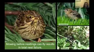 Grassland Habitats for Birds and Pollinators