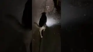 Crazy dog Saturday morning stroll with Azra #dog #pets #cute #shorts