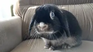 Rabbit Behavior - Domestic Rabbits Have No Survival Skills | Understanding Your Rabbit's Instincts