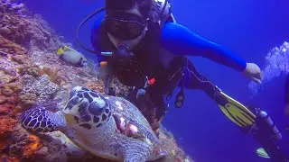 Menyelam Diving di Indahnya Nusa Penida Bali Indonesia