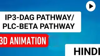 IP3-DAG PATHWAY/PLC-BETA PATHWAY. #short #tranding #biology