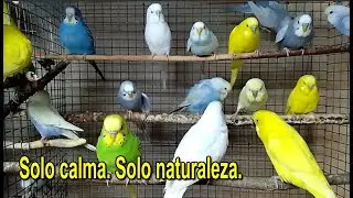 Momentos tranquilos con periquitos 🐦 Sin m&uacute;sica, solo naturaleza