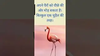 Flemingo #shorts #facts #factsinhindi #amazingfacts #interestingfacts #factshorts #factvideo #birds