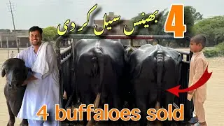We sold four buffaloes from the farm today.