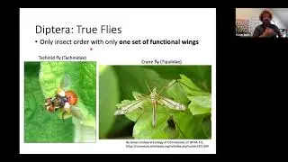 Nevada Nature Blitz: Introduction to Pollinators