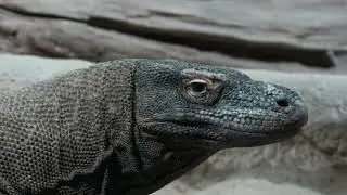 Varani komodští | Zoo Praha