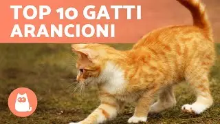 Razze di gatti ARANCIONI 🐱🧡 TOP 10