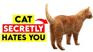 7 SECRET Cat Tail Movements (I Bet You Don&rsquo;t Know Them All!)