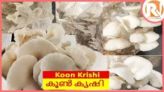 How To Do Mushroom Cultivation In Malayalam | Koon Krishi  | Vlog #38