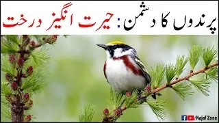 Dunya Ka Sab Se Ajeeb o Ghareeb Darakht | Najaf Zone