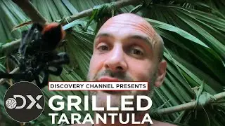 Jungle Tarantula Dinner?