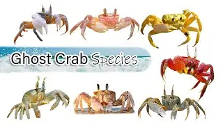 Ghost Crab Species / A list of some Ghost Crabs! / Leo & Lia Kids TV