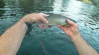 pêche à la mouche sur la Dordogne  août 2024
