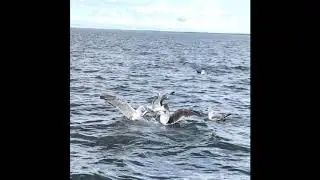 Deep sea fishing || Prince Edward Island, Canada
