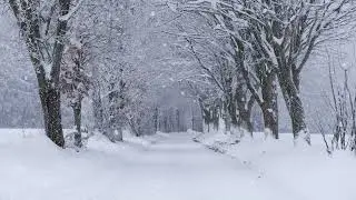 Relaxing sounds of rain and a peaceful landscape of snow covered road with avenue of trees