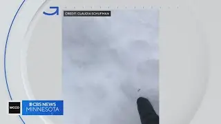 Good Question: What do mosquitoes do during winter and when will they return?