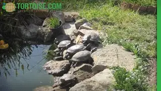 Huge feeder fish in the pond | Turtle Tip of the Week