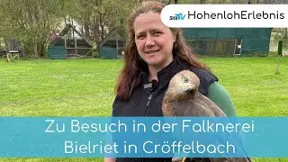 Zu Besuch in der Falknerei Bielriet | Hohenloherlebnis