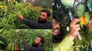 Green & Healthy Mango Plants | بہترین کوالٹی والے آم کے پودے | Chandia Nursery