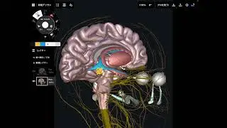 Anatomy, functions, connections of amygdala