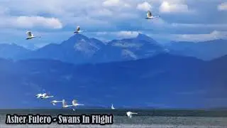 Asher Fulero - Swans In Flight