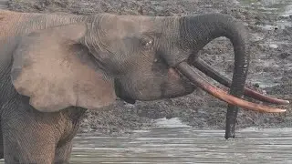 Entering Dzanga Bai — Village of Elephants — Central African Republic
