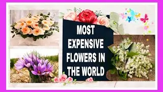 Top 10 Most Expensive Flowers In The World