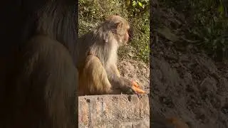 Cute monkey eating carrots 🥕 #monkeyfeeding #animalslovers #monkeyvideo