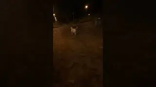Best Dog Training & Walking At Night In Cape Town