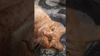 холод поддержка 2204320367477488 #cat #веселыекоты #кот #прикольныекоты #kitten #котик