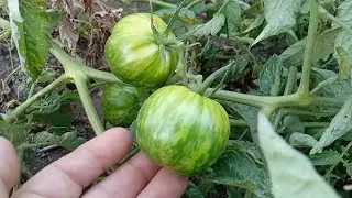 Bamya, b&ouml;r&uuml;lce, domates, dolma biber ve dahası... 🍅🍉🫑🌶🥒🥔🧄