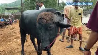 24/09/2025 നു നടന്ന ചതയിലെ വിലയും തൂക്കവും #baffalo #cow #beefcattle #farming #പശു #പോത്തുകൾ 