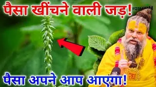 पैसा खींचने वाली जड़! लोग फेंक देते हैं पर यही घर में धन खींचती है | 