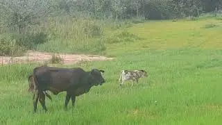 Boiada