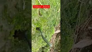 tumbuhan yang sangat aneh