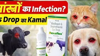 🔥 Gay, Bhains, Dog & Cat ki Aankhon ka Lalpan aur Infection ka Ilaaj | Dexaflox Eye Drop