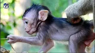 Baby Jessie look so adorable - Jessie alert today.World Monkey.