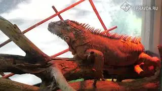 Ульяновский зоопарк