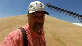 411  Kansas wheat harvest 2019
