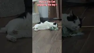 MARCO OUR CAT ENJOYING HIS TOY | FUNNY AND CUTE CAT VIDEO ! #funnycute #funnymoment #trending #pets