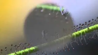 Drosera filiformis
